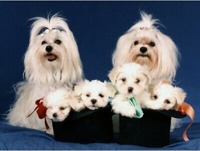 Pet Notecards Dog Maltese Family